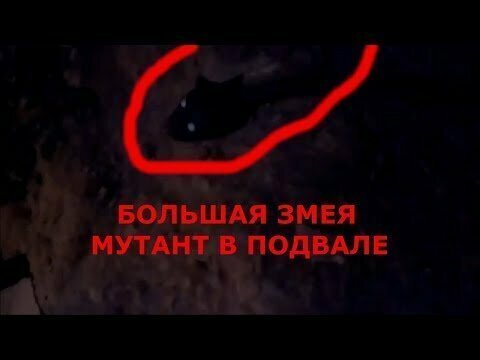 Большая змея мутант напугал охотника в подвале 