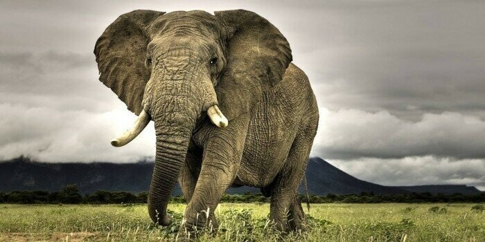 13 марта - день тайского слона
