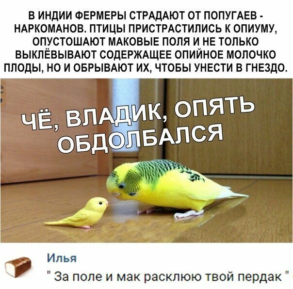 Прикольные и смешные картинки