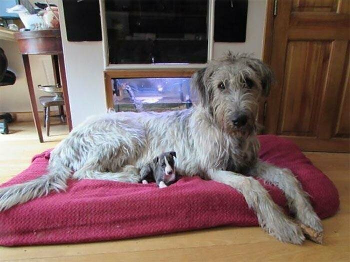 "Наш новый щенок лежит рядом со своим другом ирландским волкодавом"