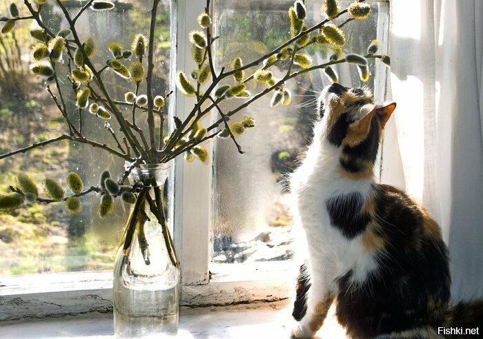 весенние кошки