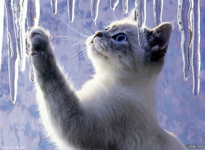 весенние кошки