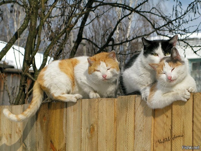 весенние кошки