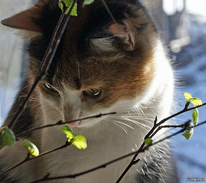 весенние кошки