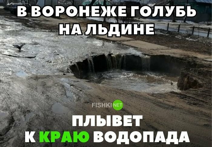 В Воронеже голубь на льдине плывет к краю водопаду