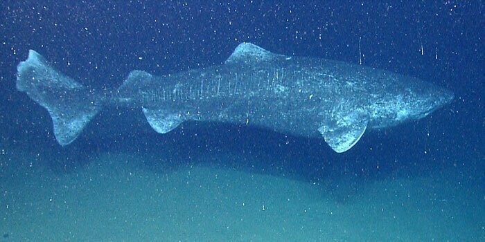 2. Средняя продолжительность жизни гренландской акулы составляет 272 года, а некоторые из них могут прожить до 500 лет