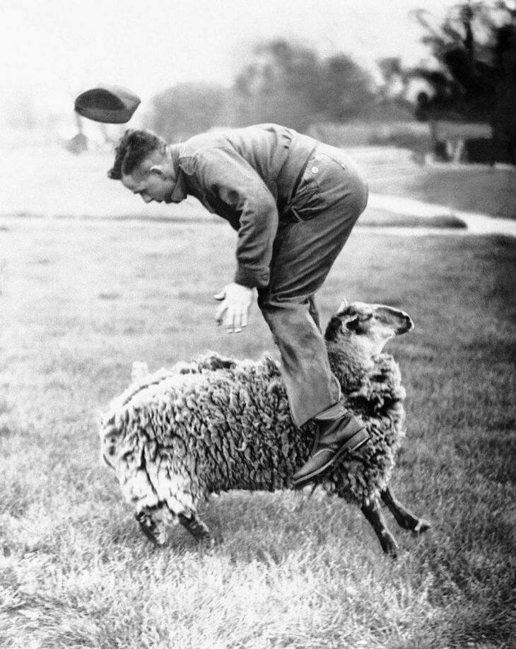Настоящий прыжок через… овцу. 