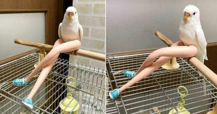 Гениальная идея прикрепить кукольные ноги к жёрдочке попугая