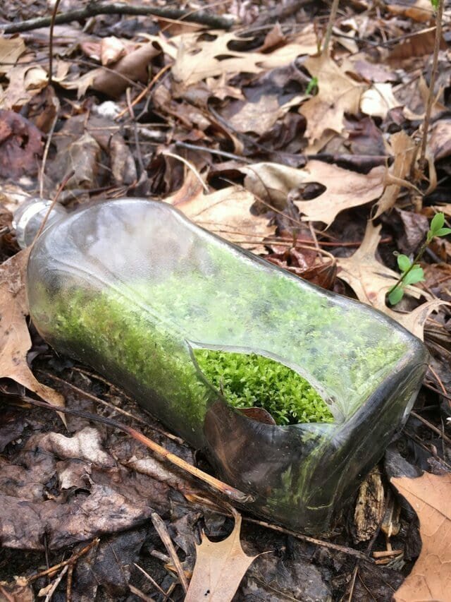 «Гуляя по лесу, нашёл бутылку с мхом»