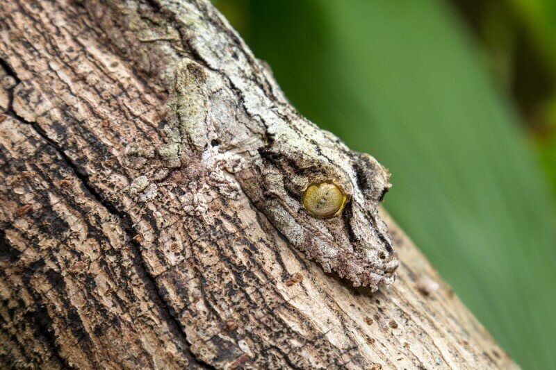 Листохвостый геккон.