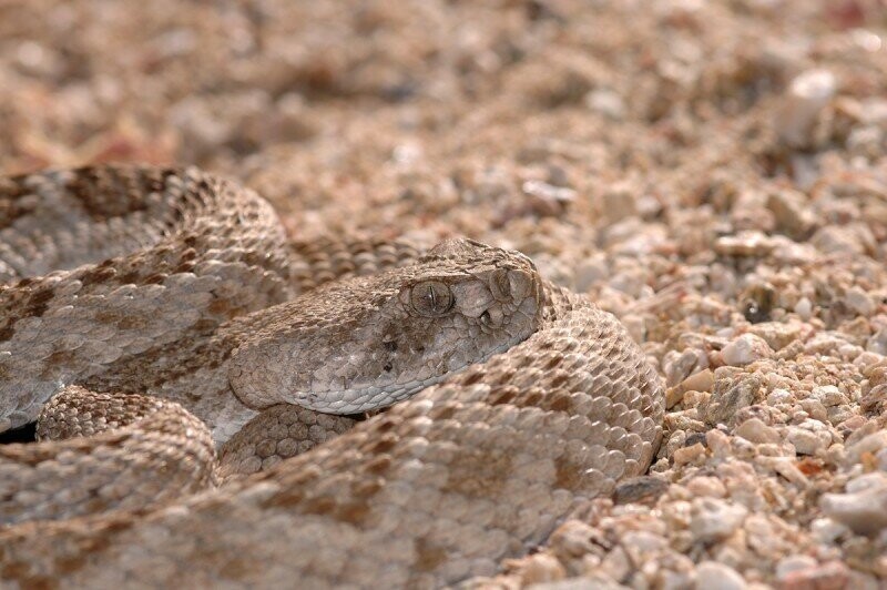 Змея техасский гремучник.