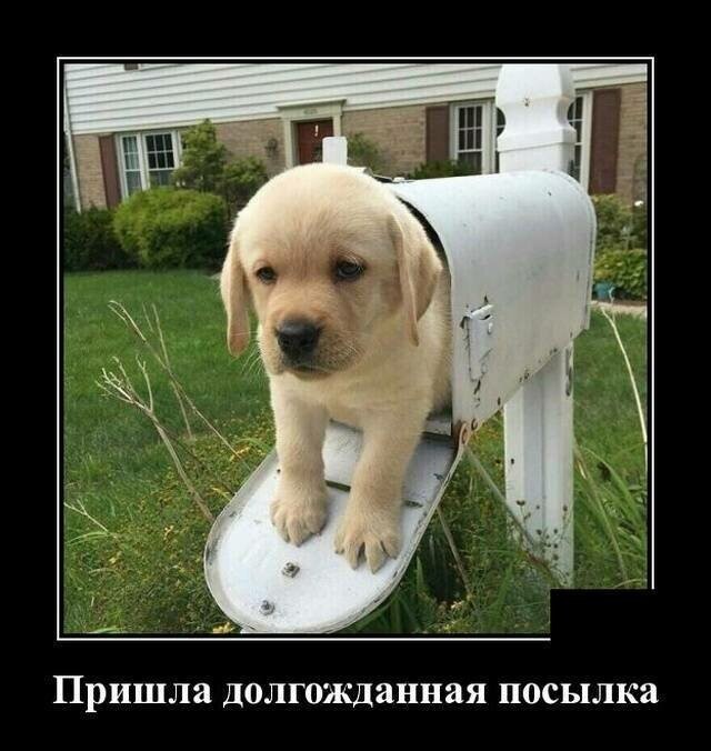 Образ собаки в демотиваторах от Водяной за 16 марта 2019