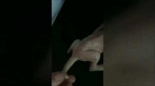 Оборотень родился в малайзии 