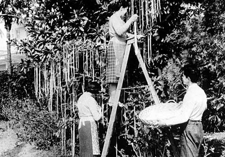 Небывалый урожай: история фейка о макаронных деревьях