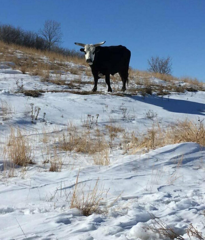 Фермерам пришлось откапывать своих коров из-под толщи снега 