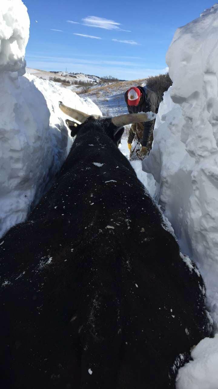 Фермерам пришлось откапывать своих коров из-под толщи снега 