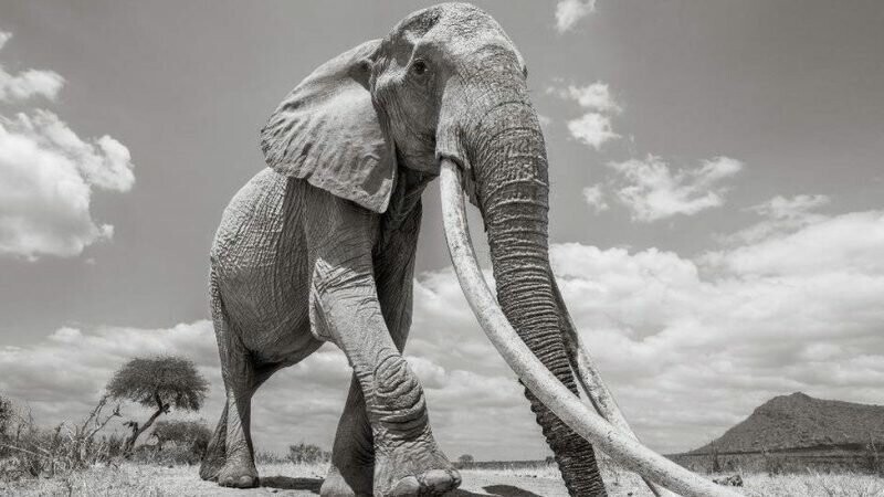 В Кении умерла редкая слониха с «супербивнями»