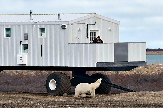 Передвижной отель в тундре: когда твои соседи - полярные медведи