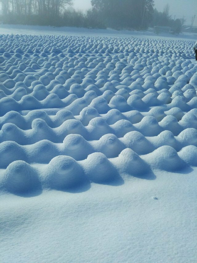 14. Снег на капустном поле