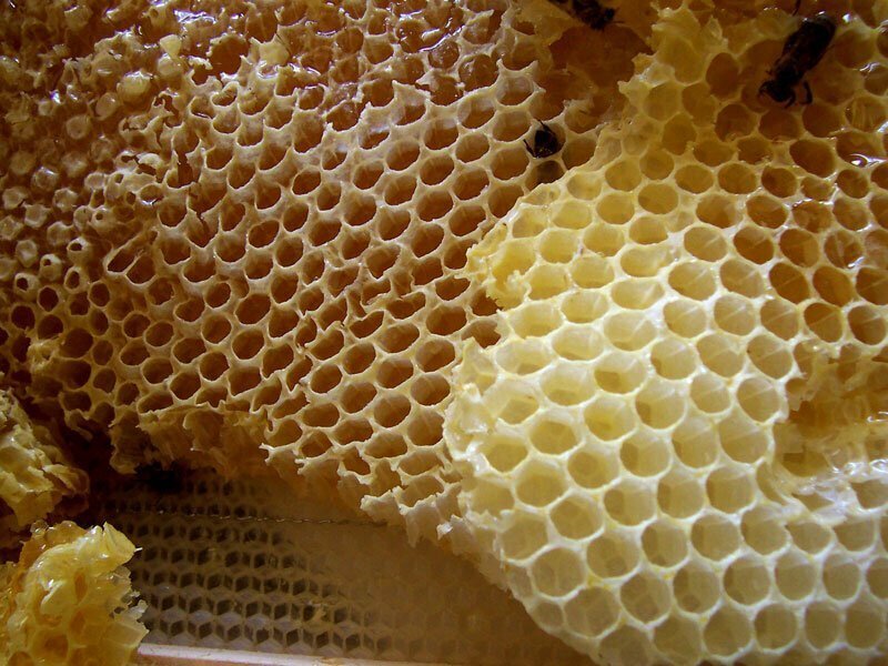 12. И вот те самые пугающие пчелиные соты!