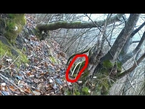 Змееподобное существо с щупальцами в лесу 