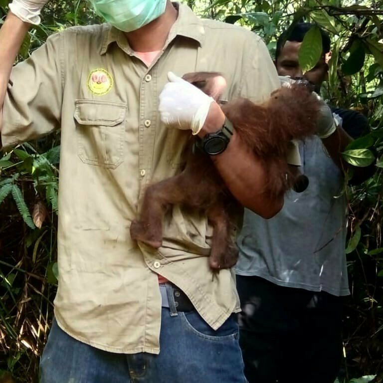 Самка орангутана ослепла, защищая детеныша