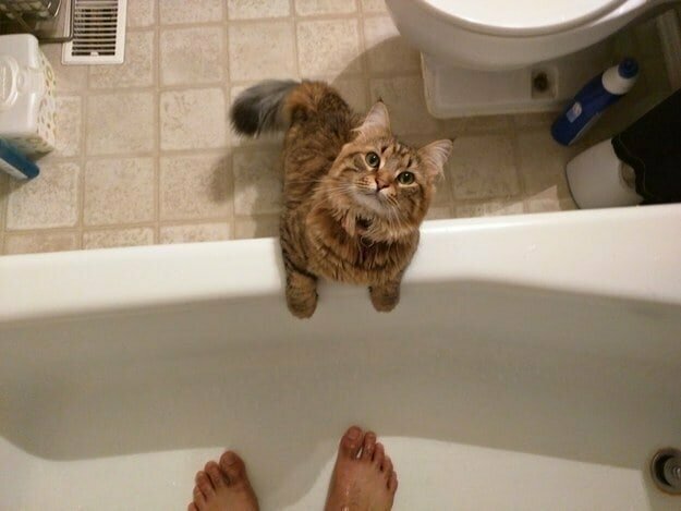 13. Пускают кота в ванную, потому что иначе он будет орать и царапать дверь снаружи
