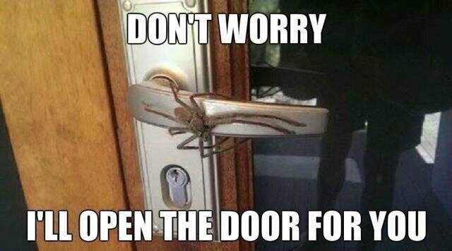17. Не переживайте, в Австралии паук сам откроет дверь для вас!