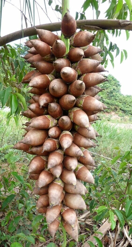 Бабассу - пальма, близкий родственник кокоса.