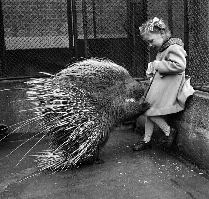 Девочка кормит дикобраза в лондонском зоопарке, 1953 год. 
