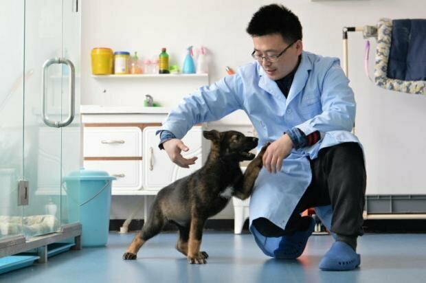 Первая клонированная в Китае полицейская собака готова приступить к тренировкам