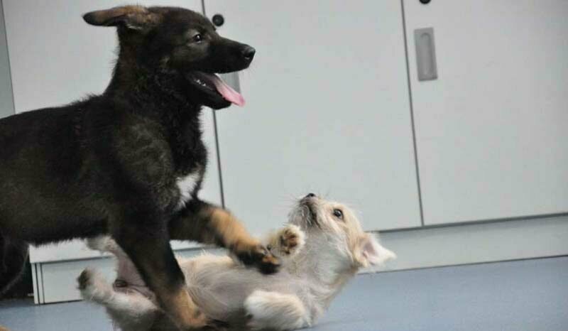 Первая клонированная в Китае полицейская собака готова приступить к тренировкам