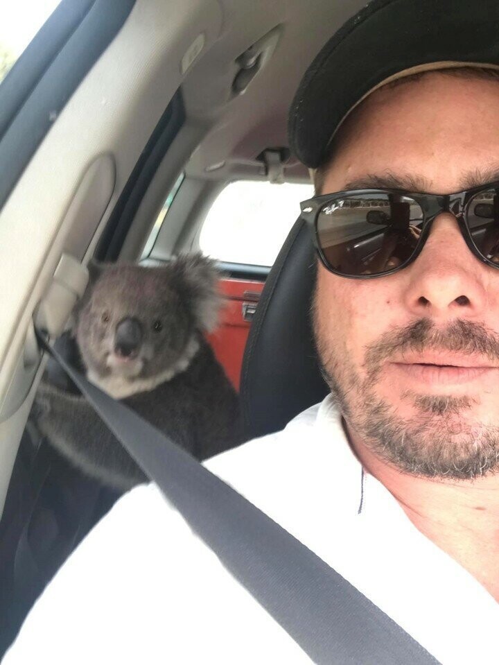 Забавная встреча: спасаясь от жары, коала забралась в машину с кондиционером
