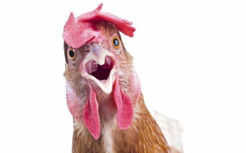 Однако в прошлом году "Росконтроль" заявил, что отечественную курятину есть опасно