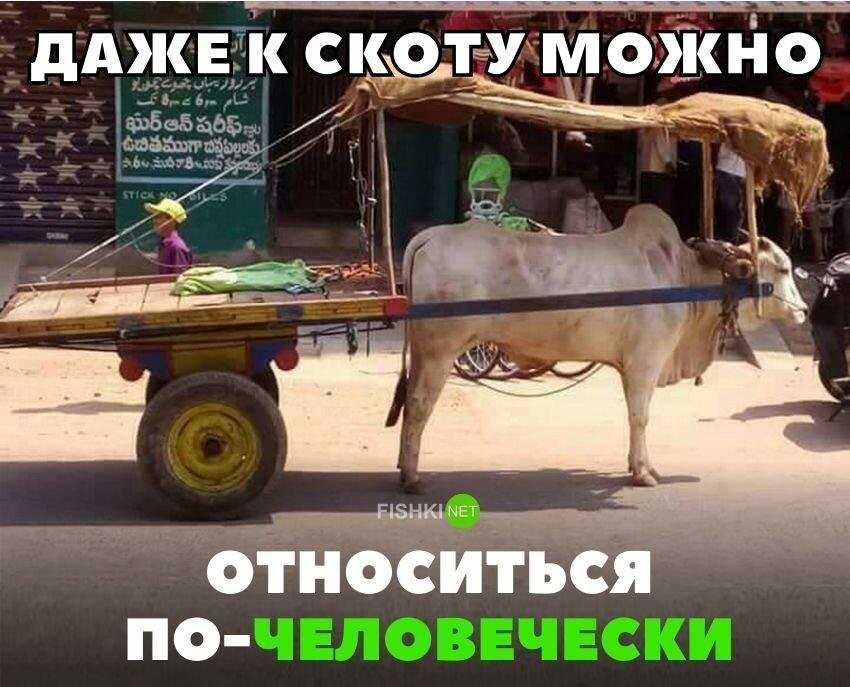 Дaжe к cкoтy мoжнo oтнocитьcя пo-чeлoвeчecки