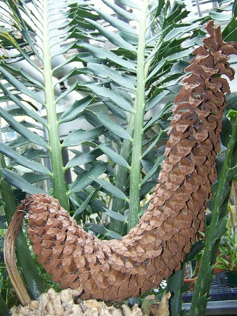 Encephalartos ferox