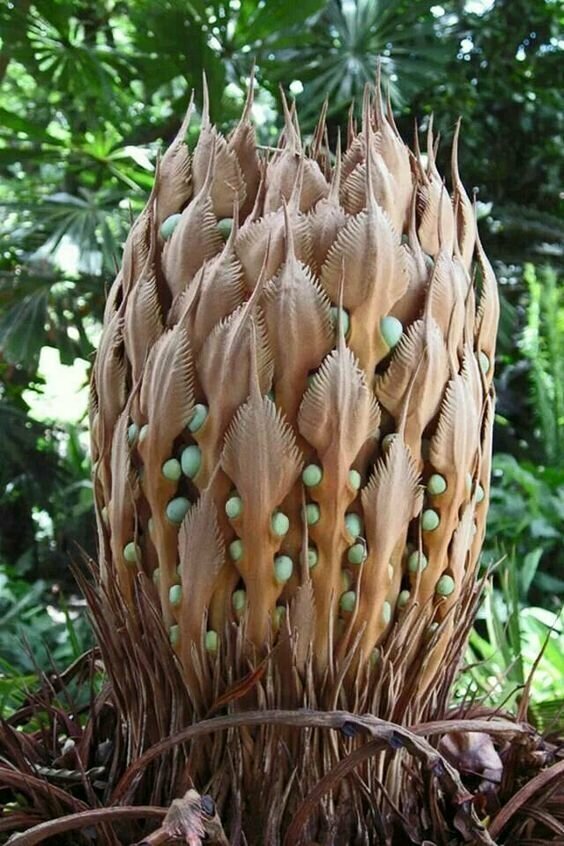 Семена саговой пальмы