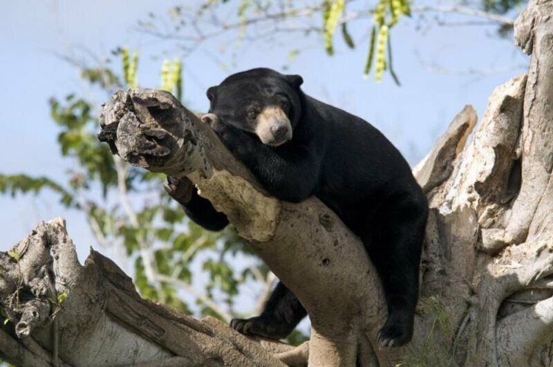 Ученые рассказали о способности малайских медведей “корчить рожи”