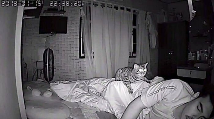 Парень установил в своей комнате камеру, чтобы заснять, что ночью делает его кошка