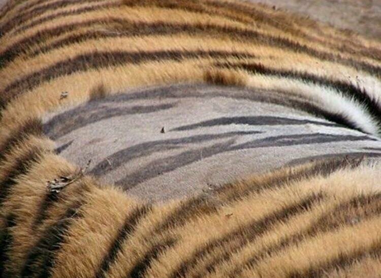8. «У тигров полоски не только на мехе, но и на коже»