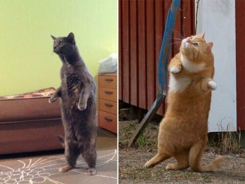 Кошки, уже научились стоять на двух лапах