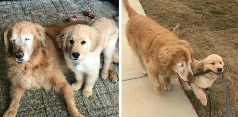 Собаке пришлось удалить глаза, но она нашла себе нового друга, теперь он указывает ей путь