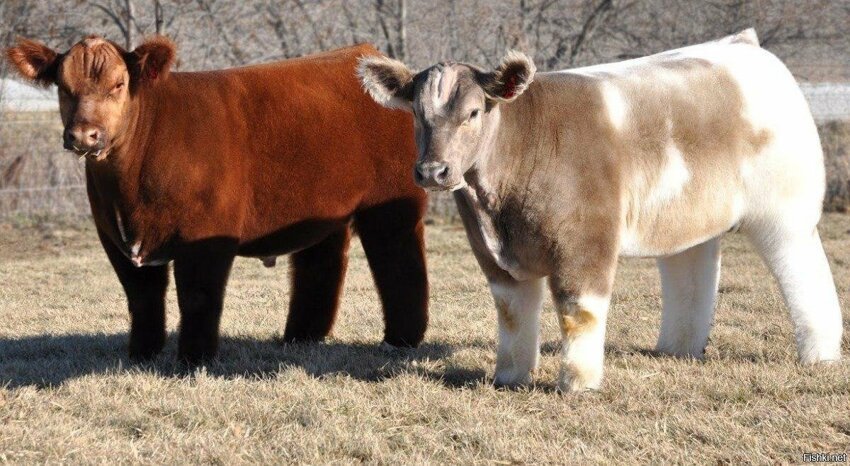 В штате Айова, США, живут необычные коровы с пушистым мехом
