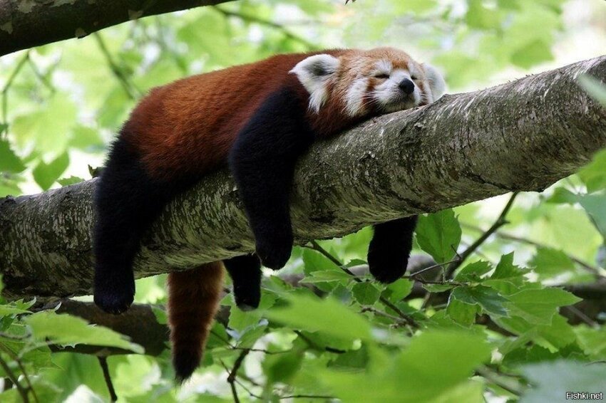 Животное в логотипе Firefox на самом деле не лиса, а панда