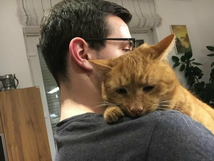 «Мой парень утешает нашего кота, у которого был тяжелый день»