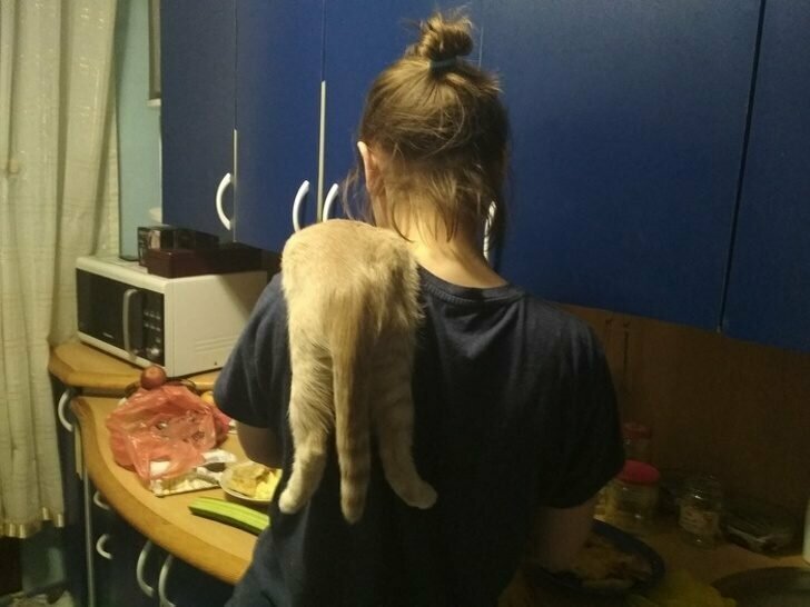 «Кот любит залезть и кататься на плечах. Вот так готовим ужин. Висит и мурчит»