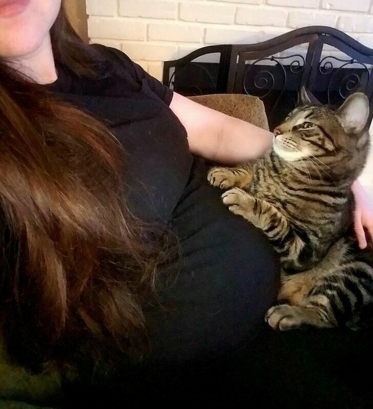«Ко мне пришла лучшая подруга, она беременна, а моя кошечка очень заинтересована в ее „бугорке“. Ей нравится сидеть, положив на него лапы»
