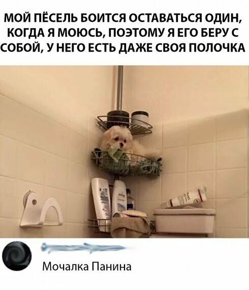 Прикольные и смешные картинки