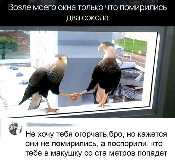 Прикольные и смешные картинки