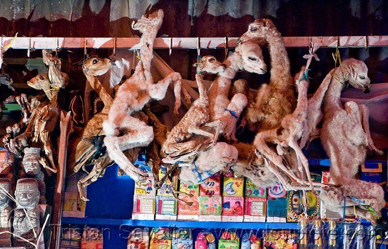 Рынок ведьм в Боливии предлагает сушёных лам и галлюциногенные листья